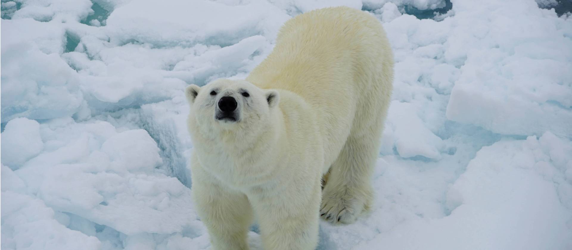 A Polar Bear curiously sniffs up towards the ship | Gesine Cheung