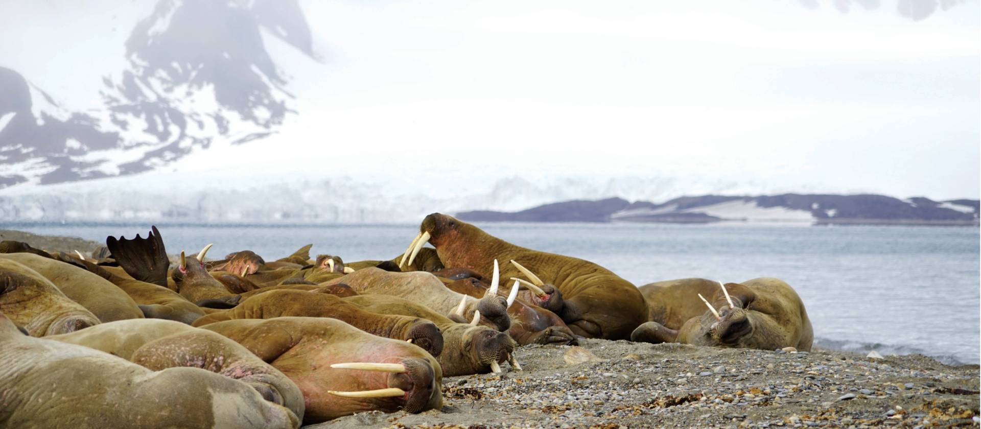 Exploring the Walrus colony at Sarstangen | Gesine Cheung