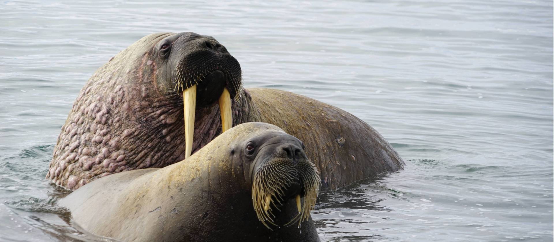 Walrus halout at Sarstangen | Gesine Cheung