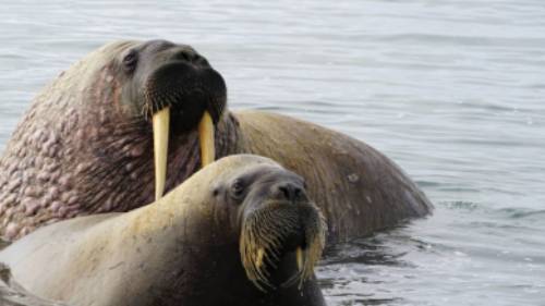 Walrus halout at Sarstangen | Gesine Cheung