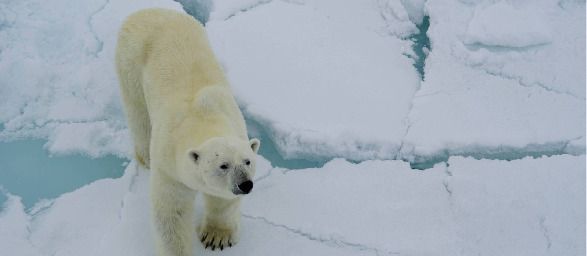 A Polar Bear sniffs the air curiously | Gesine Cheung