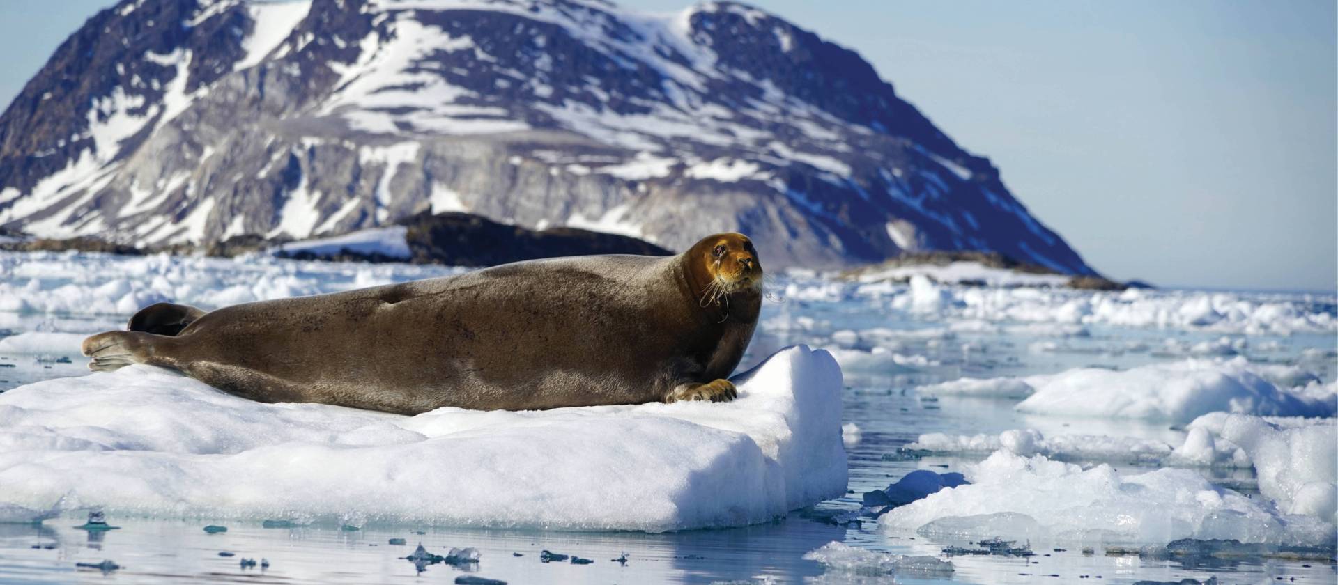 Curious Bearded Seal relaxing on the pack ice | Gesine Cheung