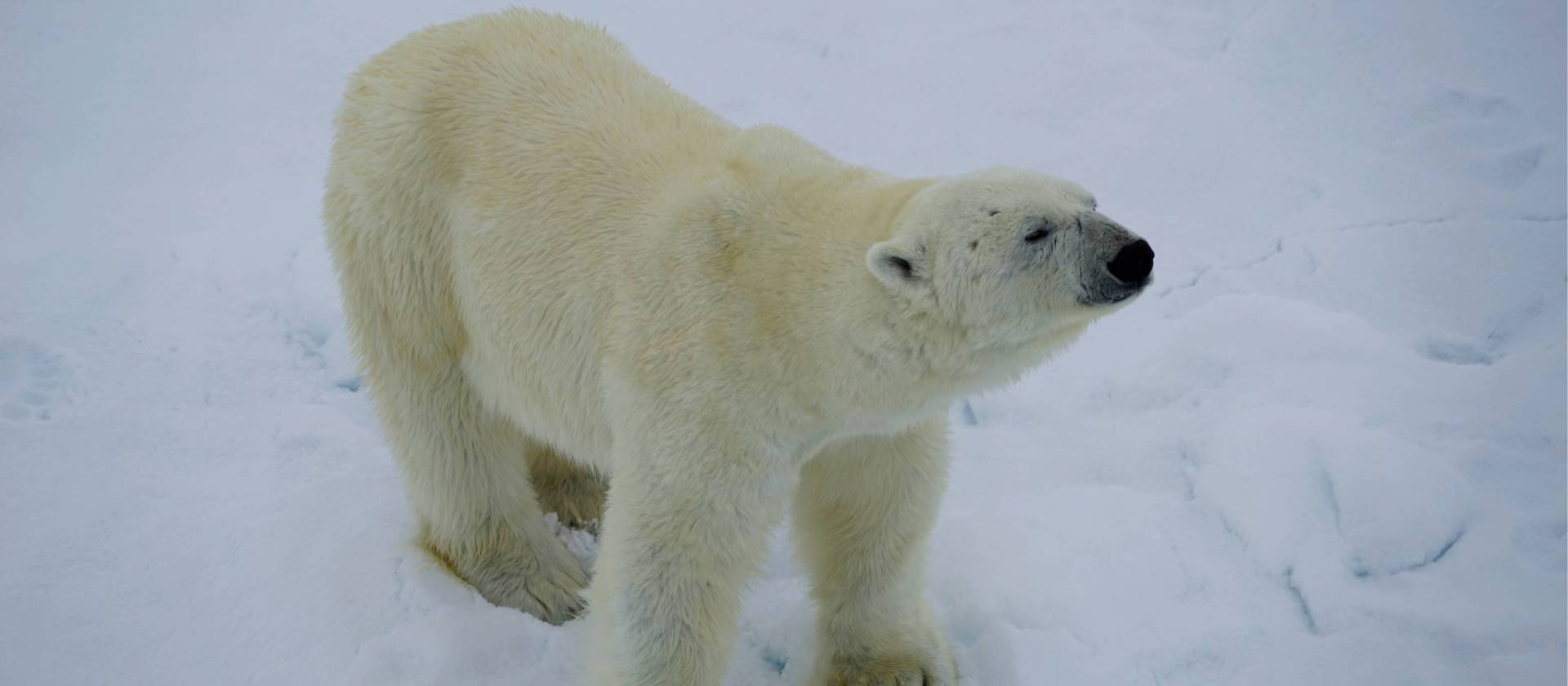 Up close with Polar Bear on the Arctic pack ice | Gesine Cheung