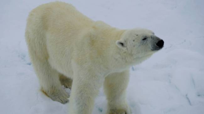 Up close with Polar Bear on the Arctic pack ice | Gesine Cheung