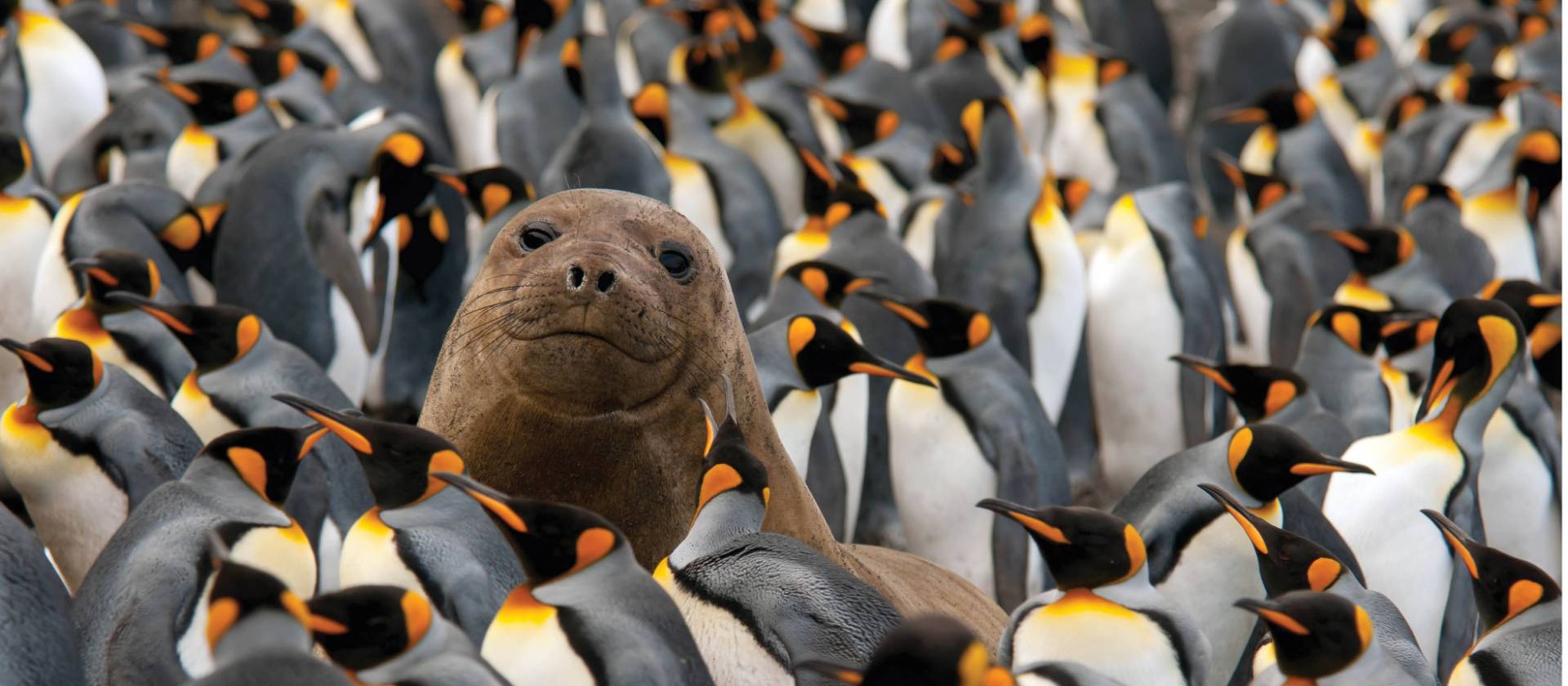 Young Elephant Seal in a King Penguin colony on Macquarie Island | G Riehle