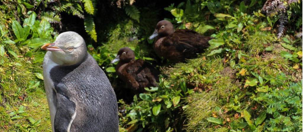 Yellow-eyed Penguin, Enderby Island | A Fergus