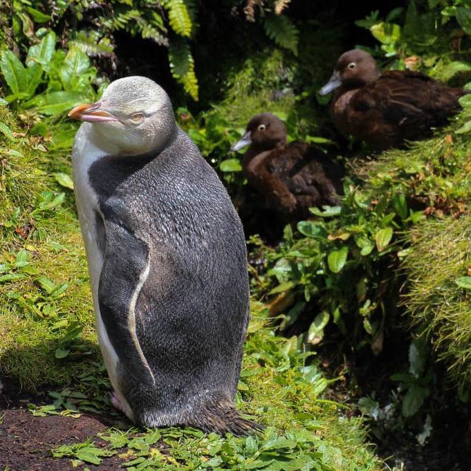 Yellow-eyed Penguin, Enderby Island | A Fergus