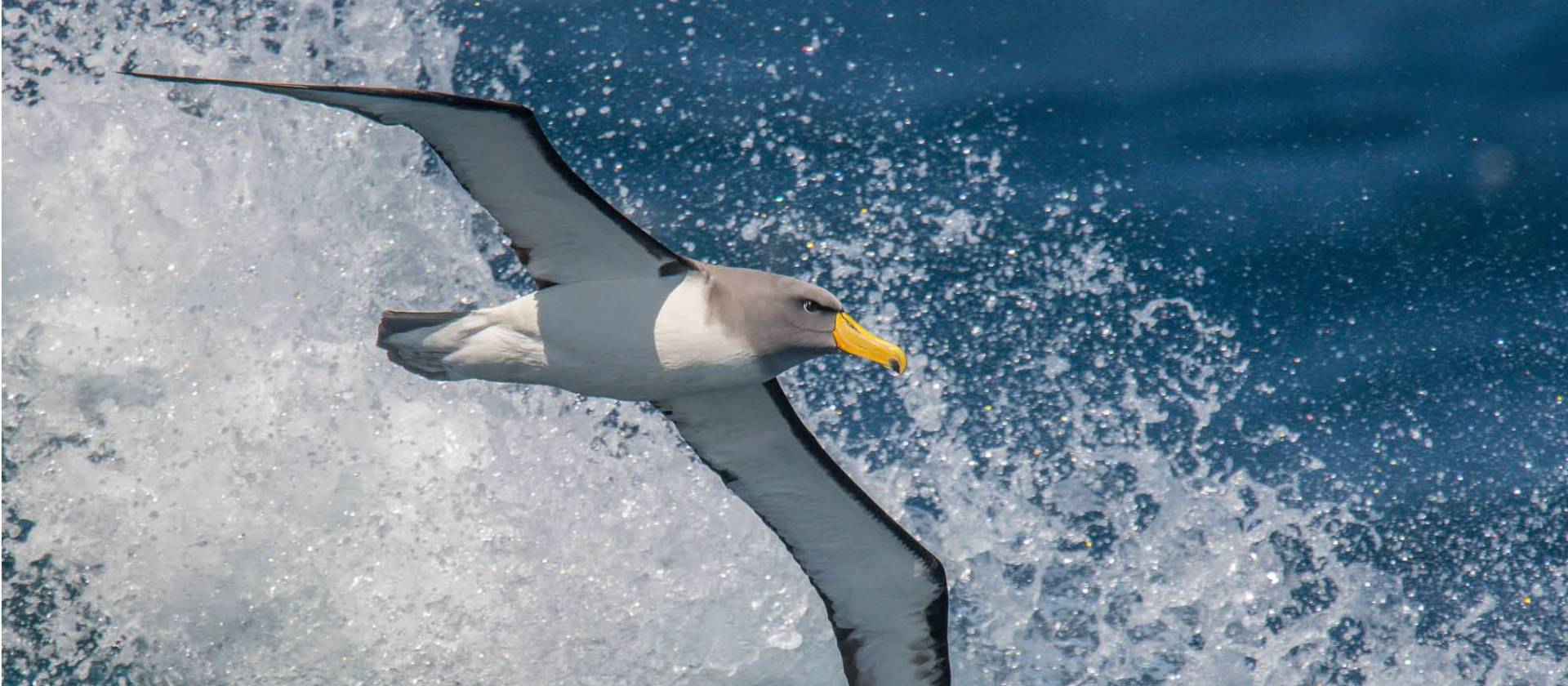 The spectacular Chatham Albatross in flight | Lisle Gwynn