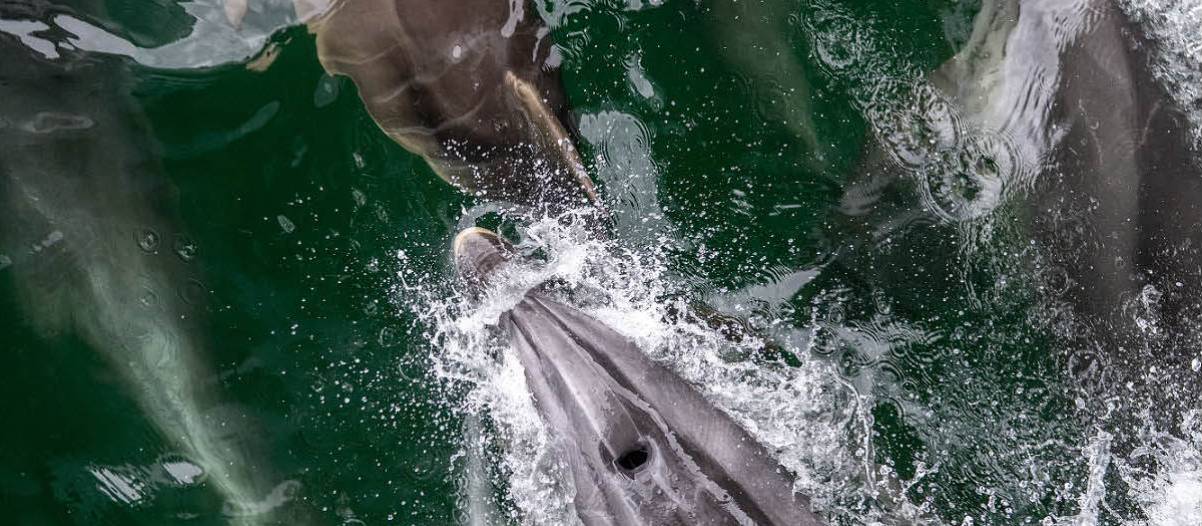 Dusky Dolphins | Steve Bradley