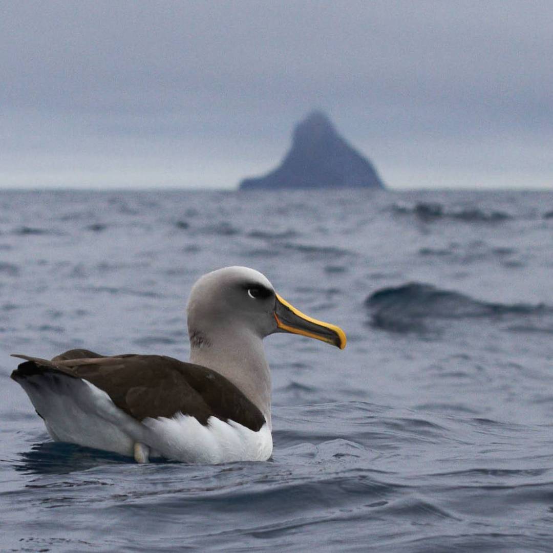A Grey-headed Albatross enjoys a rest | ©Katya Ovsyanikova