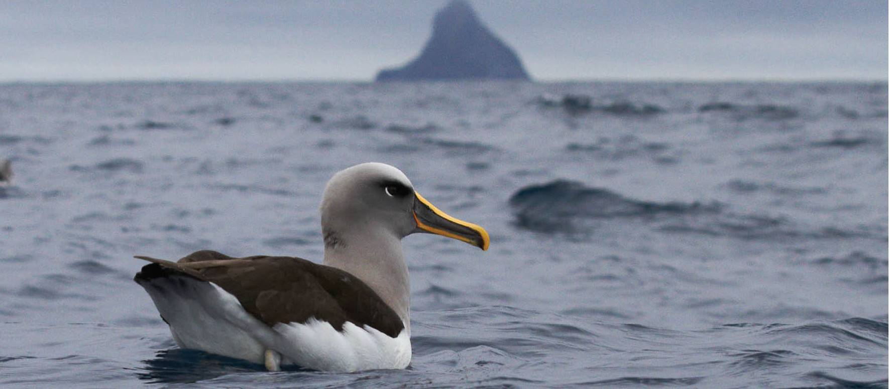 A Grey-headed Albatross enjoys a rest | ©Katya Ovsyanikova