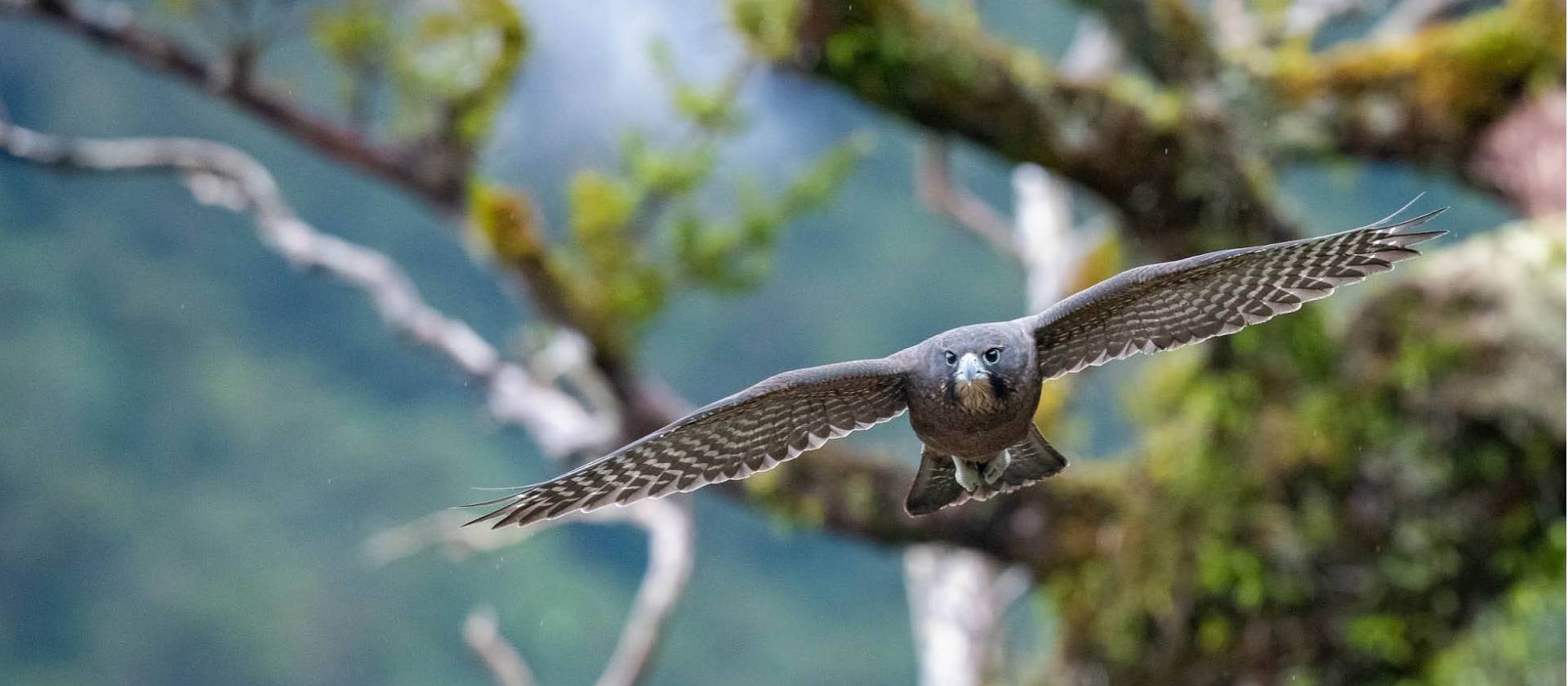 A hawk takes flight in Fiordland | Steve Bradley
