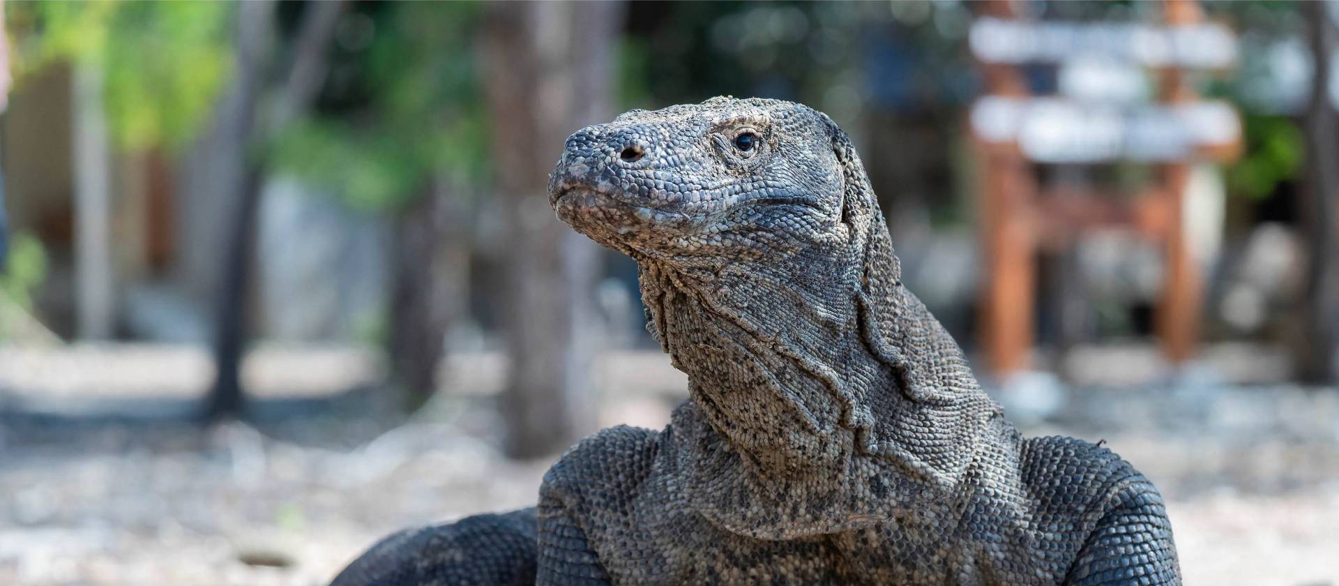 Komodo Dragon | Fiona Wardle