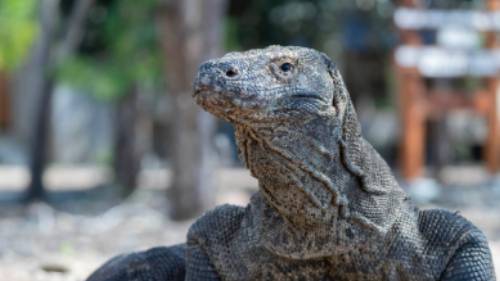 Komodo Dragon | Fiona Wardle