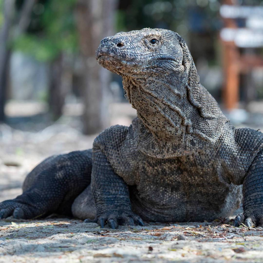 Komodo Dragon | Fiona Wardle