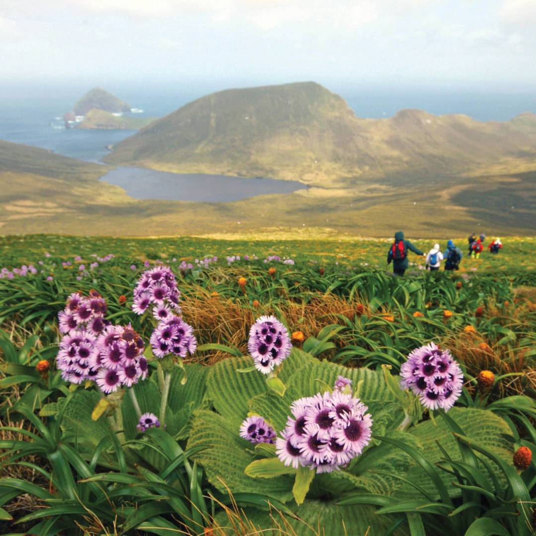 Megaherb field descending from Mount Honey, Campbell Island