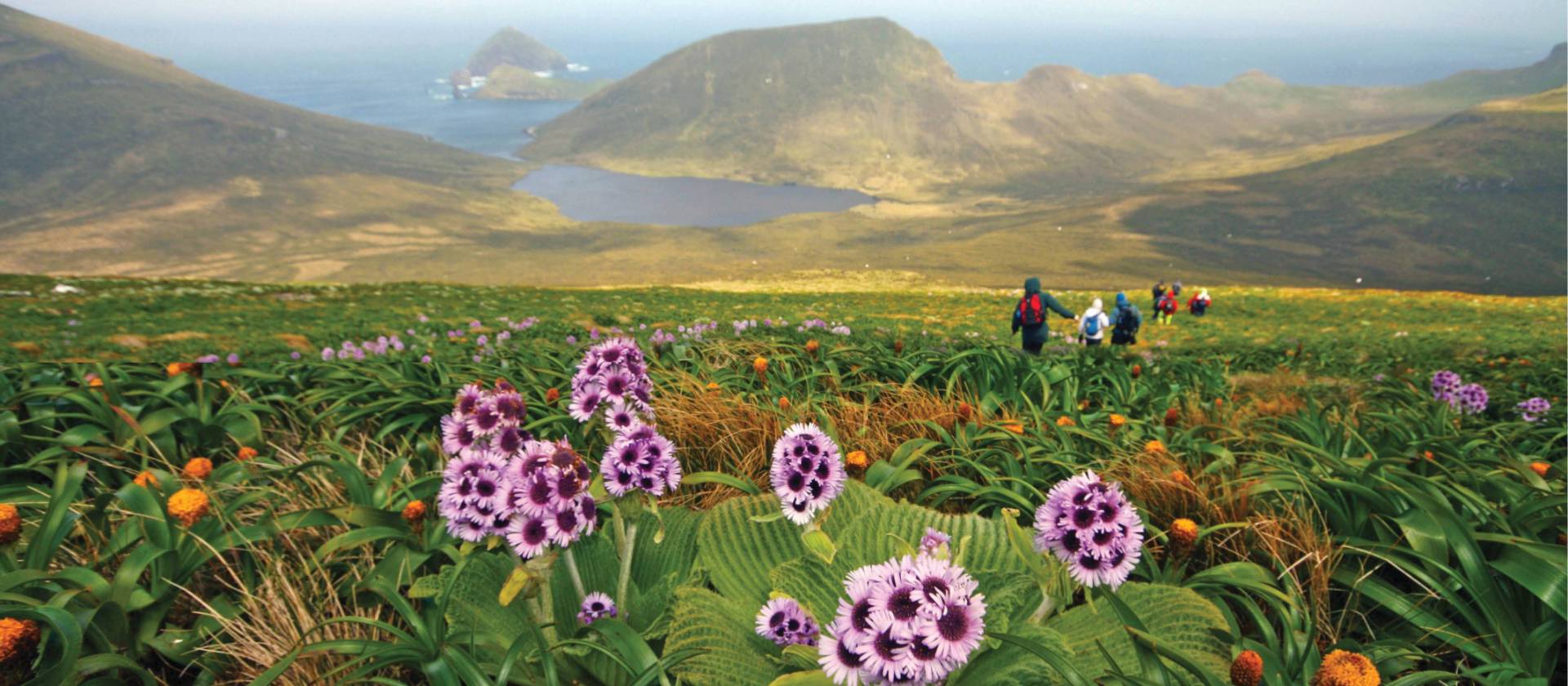 Megaherb field descending from Mount Honey, Campbell Island
