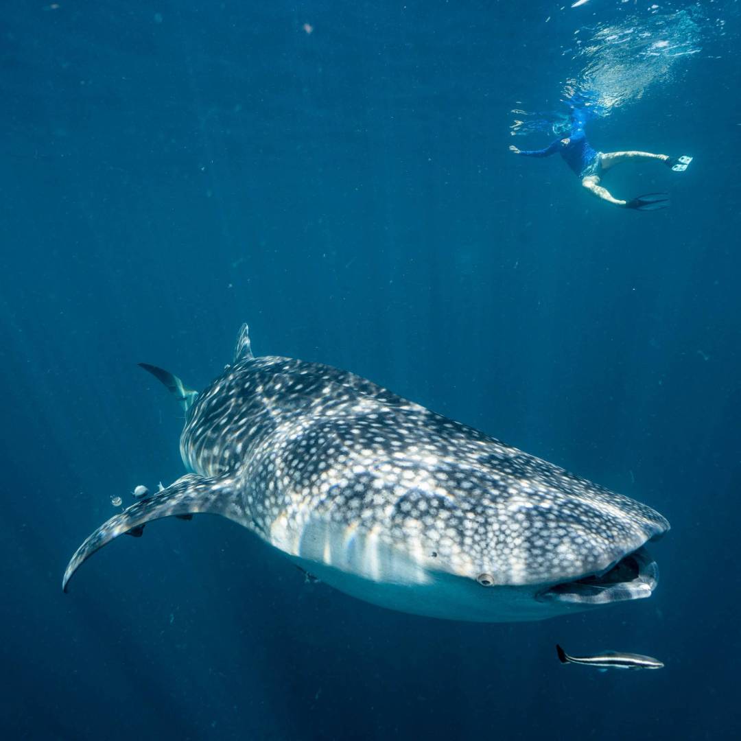 Snorkelling with Whale Sharks | Fiona Wardle