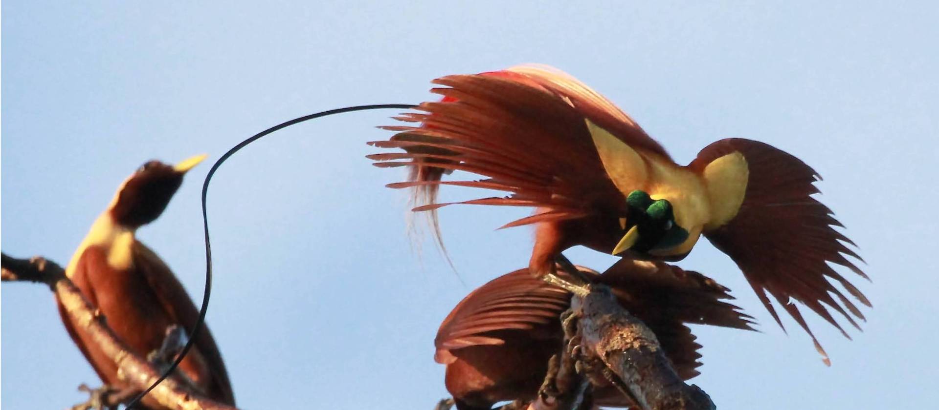 Birds of Paradise, Raja Amput | D Brown