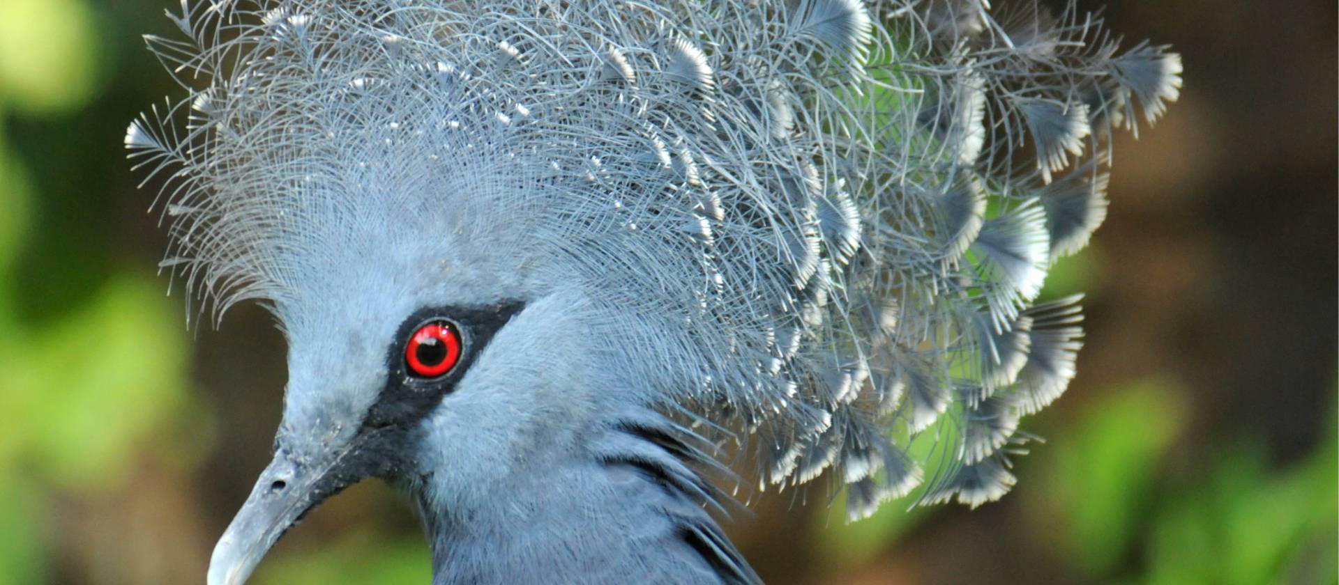 The Victoria Crowned pigeon is native to New Guinea | Aaron Russ