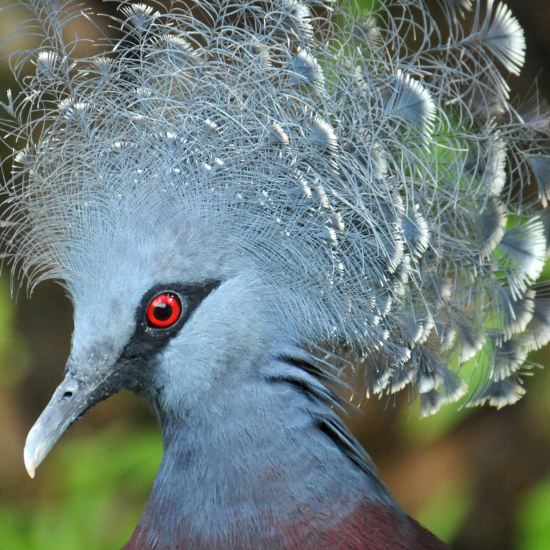 The Victoria Crowned pigeon is native to New Guinea | Aaron Russ