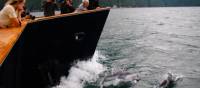 Dolphins travel alongside Cascadia