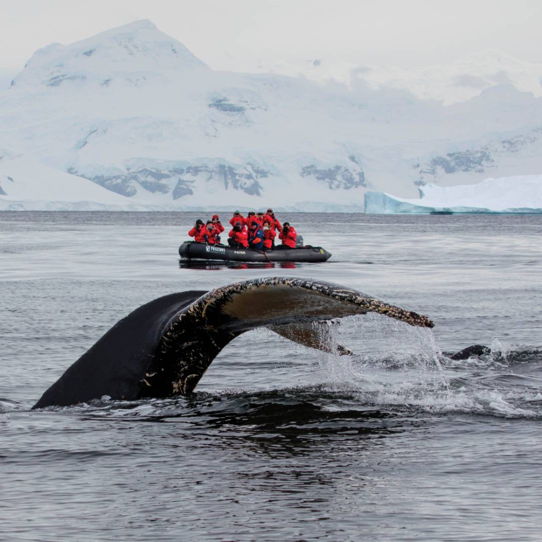 A humpback whale prepares to fluke in Antarctica | Holger Leue