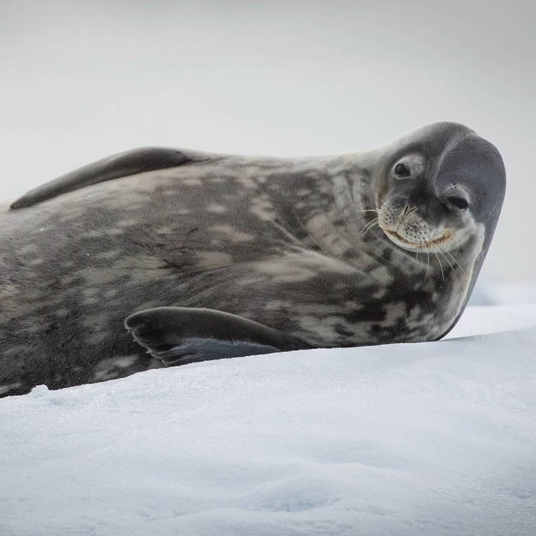 Weddell Seal relaxes in Antarctica | Tavish Campbell