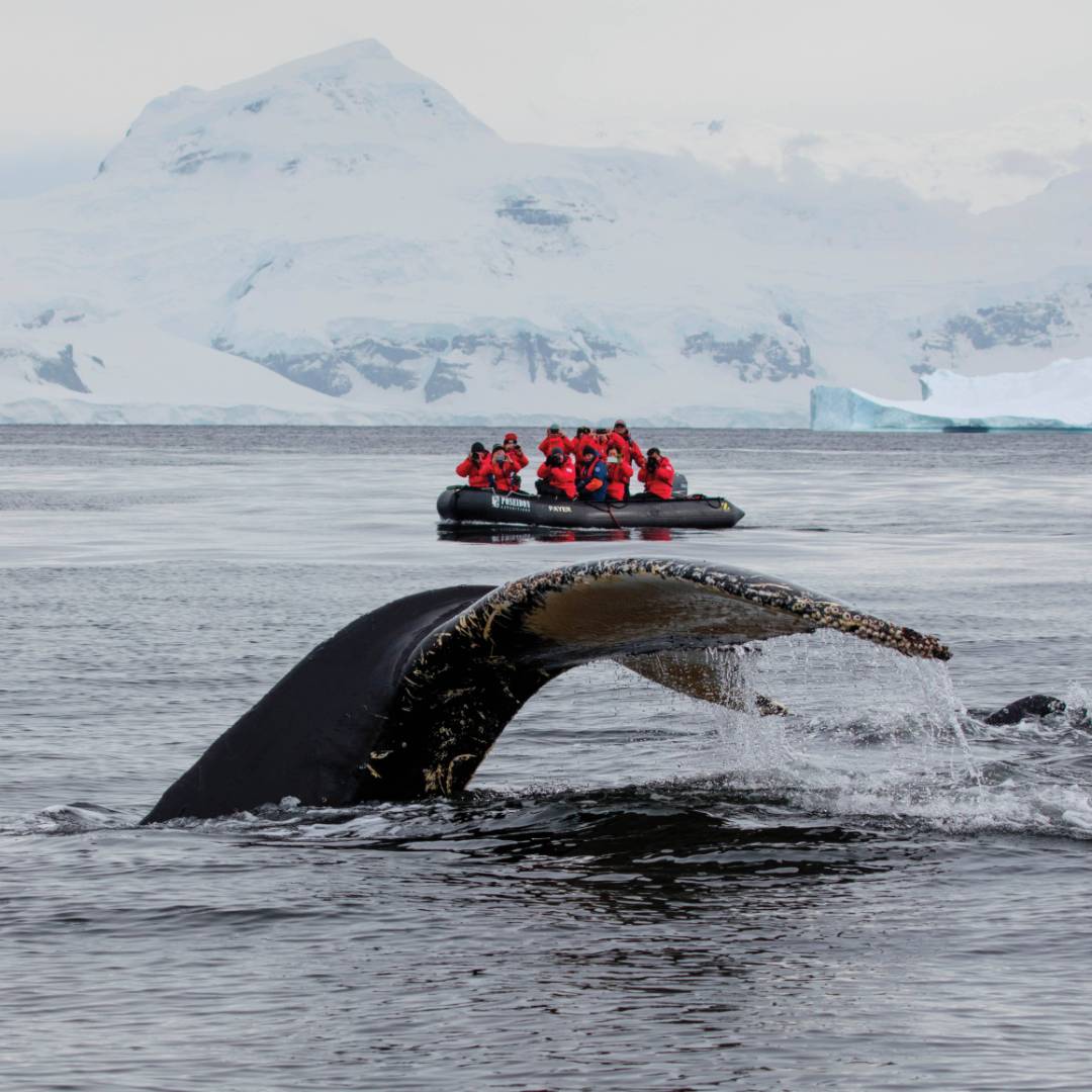 A humpback whale prepares to fluke in Antarctica | Holger Leue