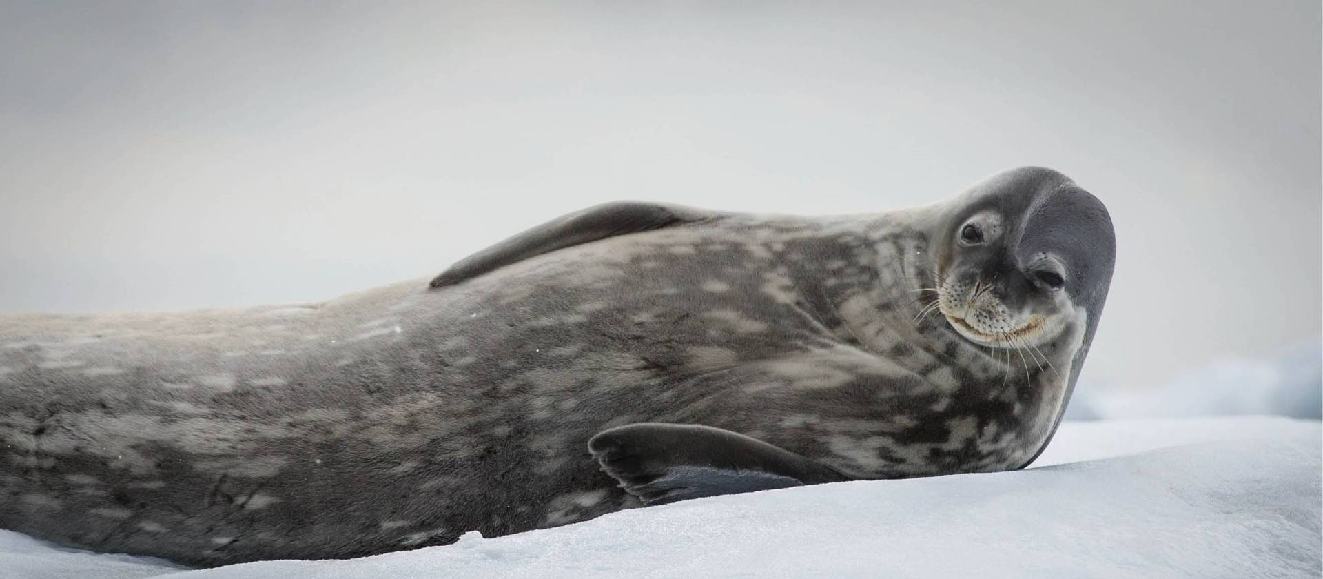 Weddell Seal relaxes in Antarctica | Tavish Campbell