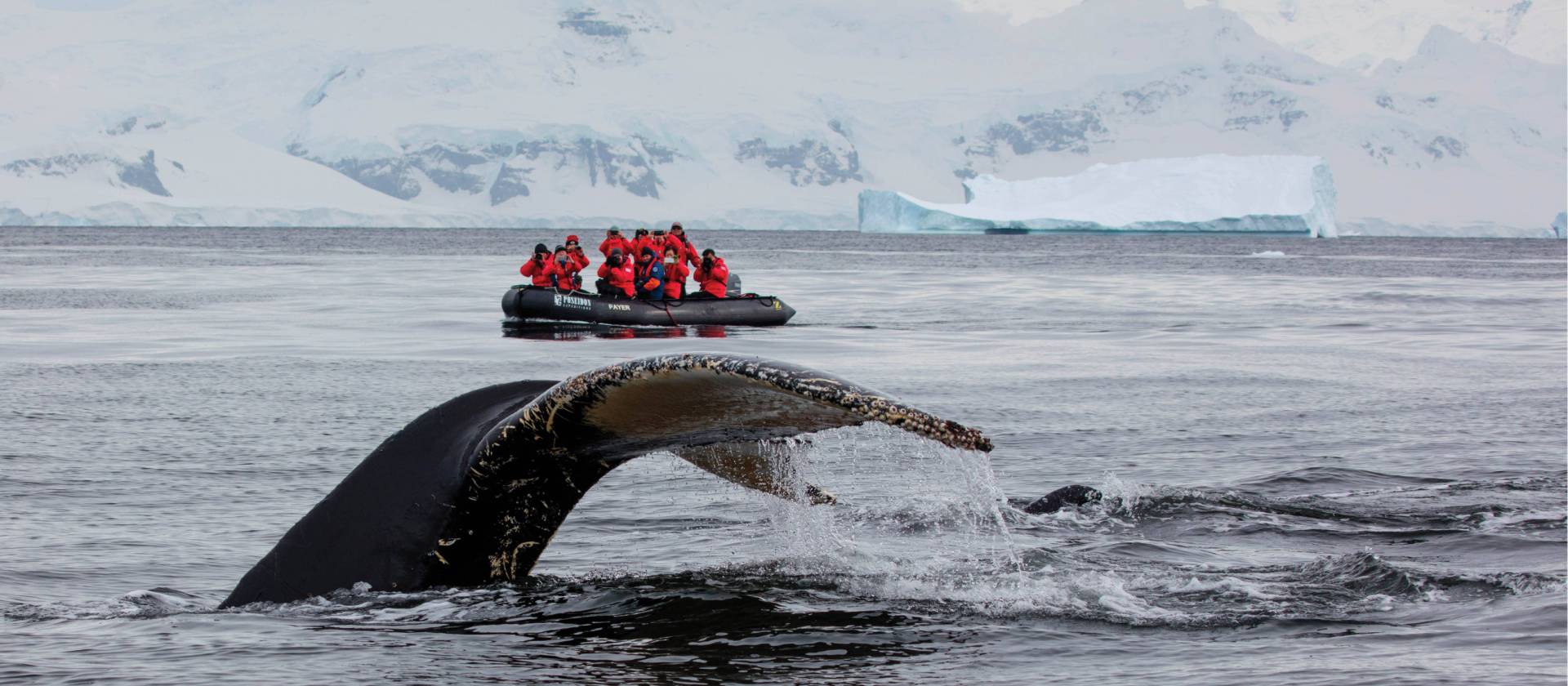 A humpback whale prepares to fluke in Antarctica | Holger Leue