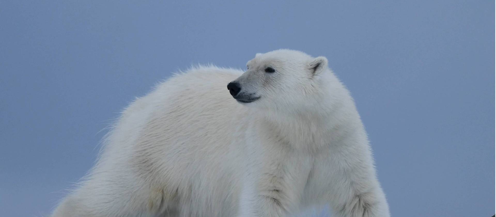 A Polar Bear prowls on Svalbard | Page Chichester