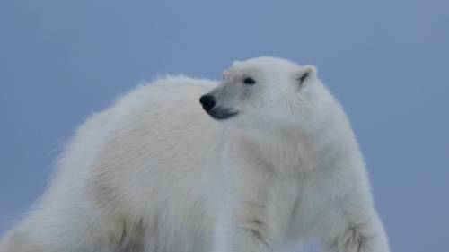 A Polar Bear prowls on Svalbard | Page Chichester