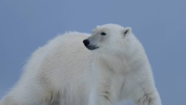 A Polar Bear prowls on Svalbard | Page Chichester