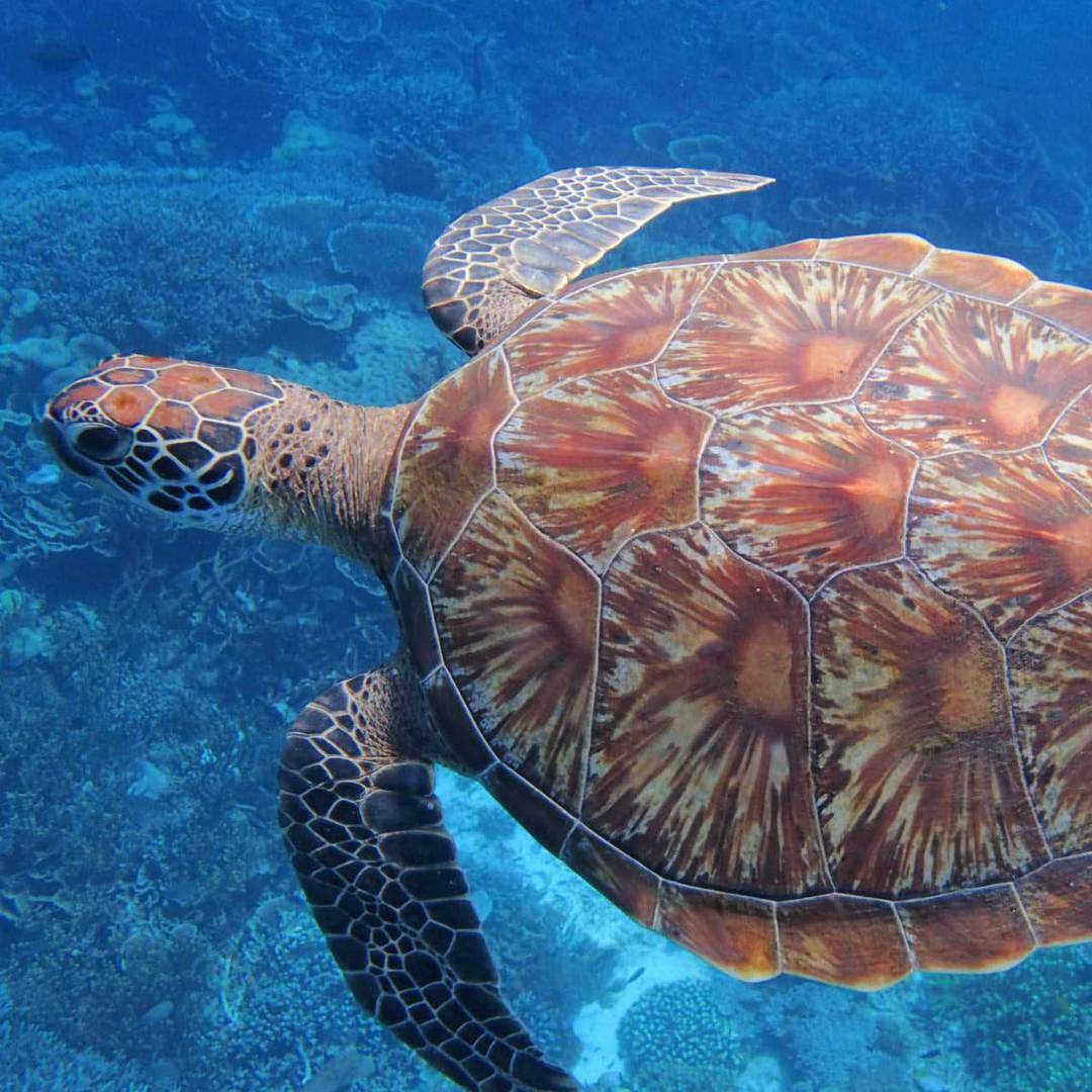 Hawksbill Sea Turtle, Raja Ampat