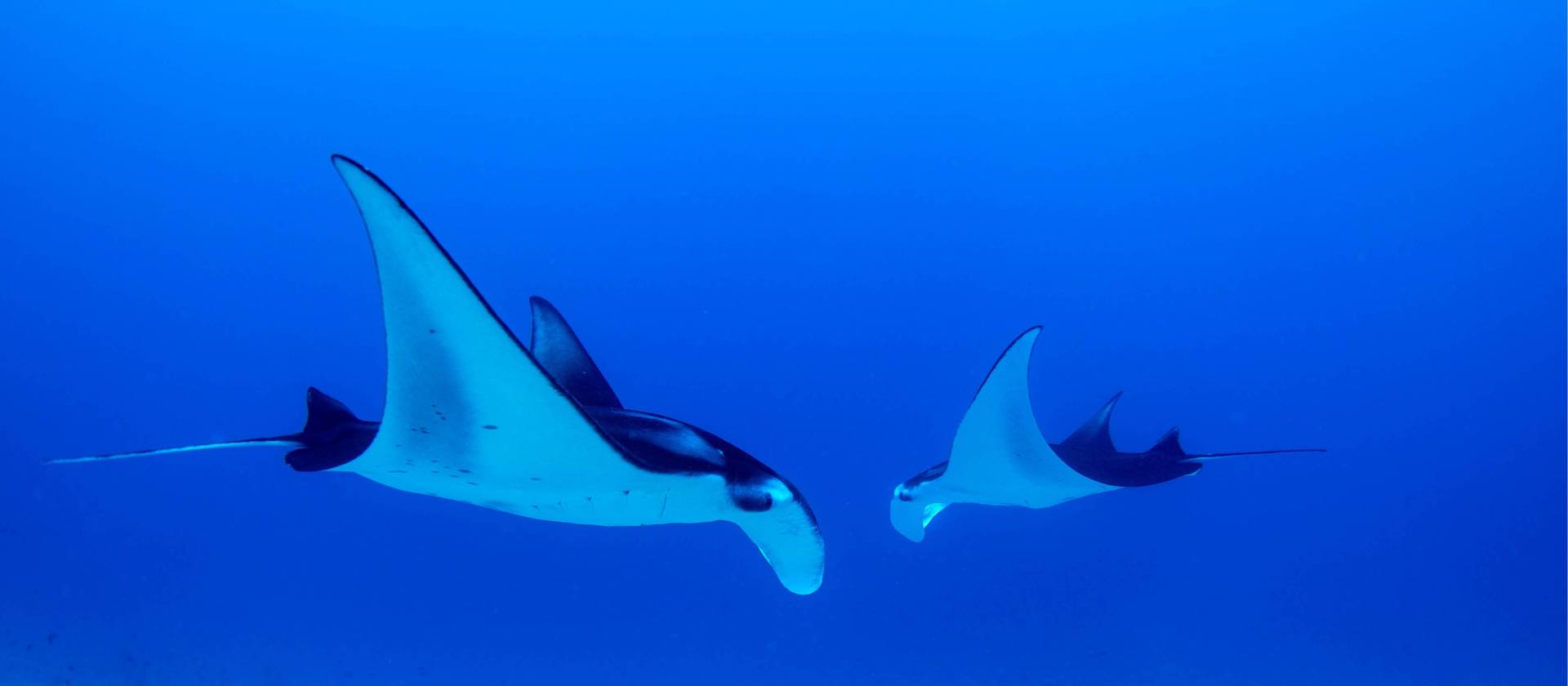 Snorkel with Manta Rays in Raja Ampat