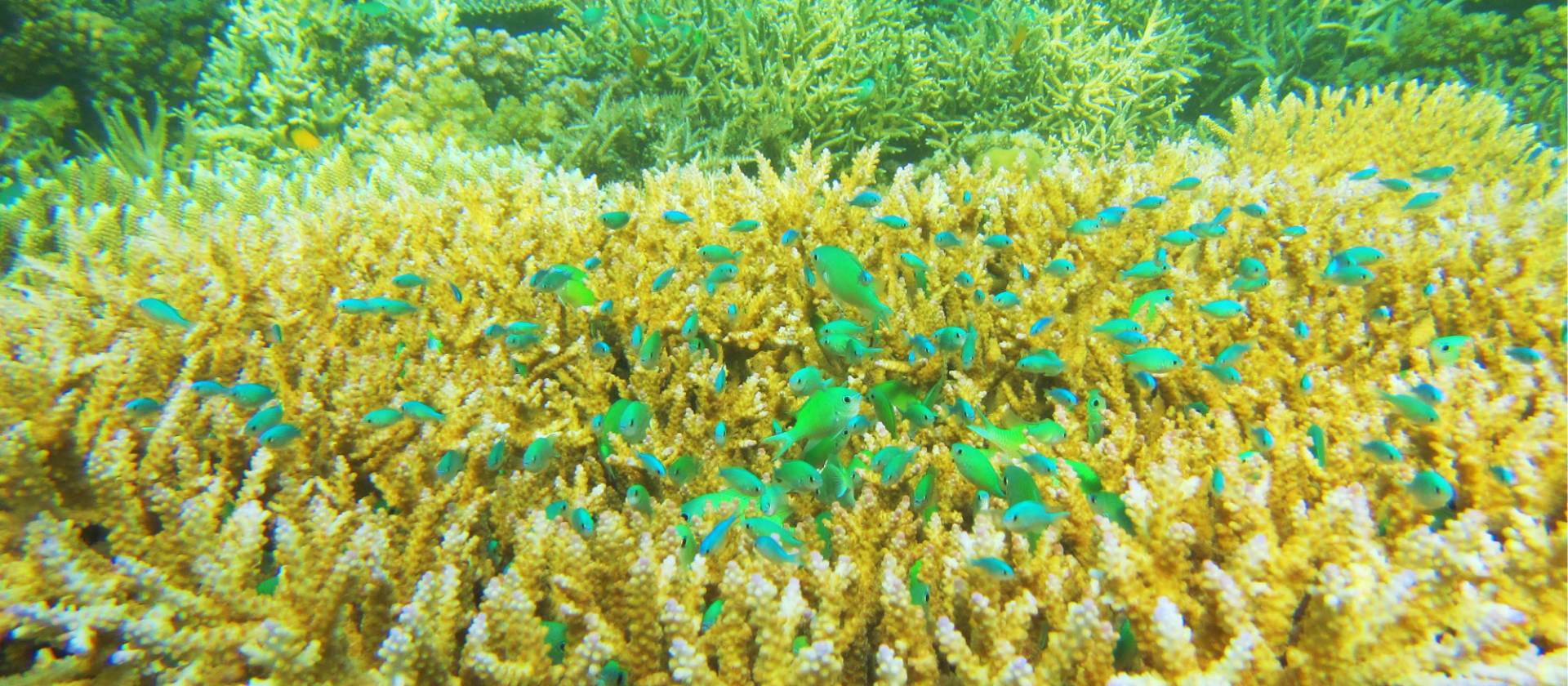 The amazing colours of the reef