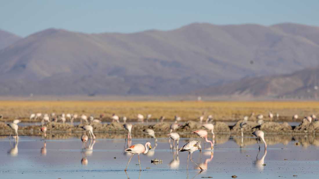 Restoration of Uru Uru Lake, Bolivia, affected by hazardous mining activities, plastic pollution, and climate change