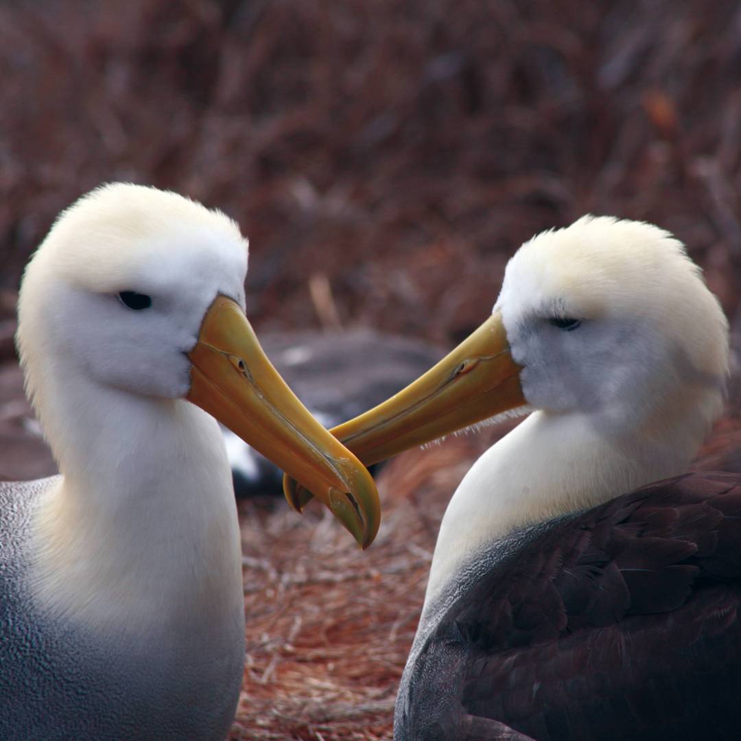 A pair of loving Albatross, Galapagos Islands | Nigel Leadbitter