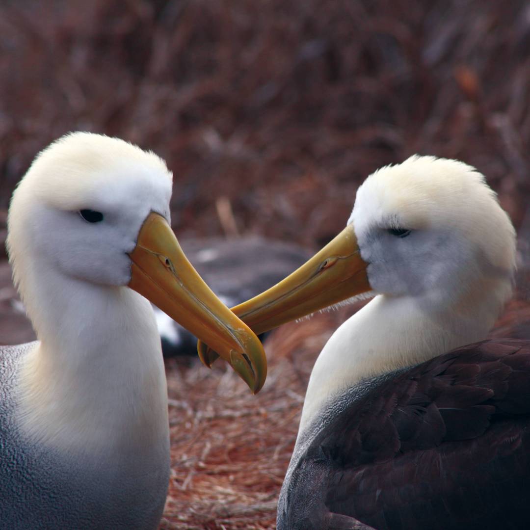A pair of loving Albatross, Galapagos Islands | Nigel Leadbitter