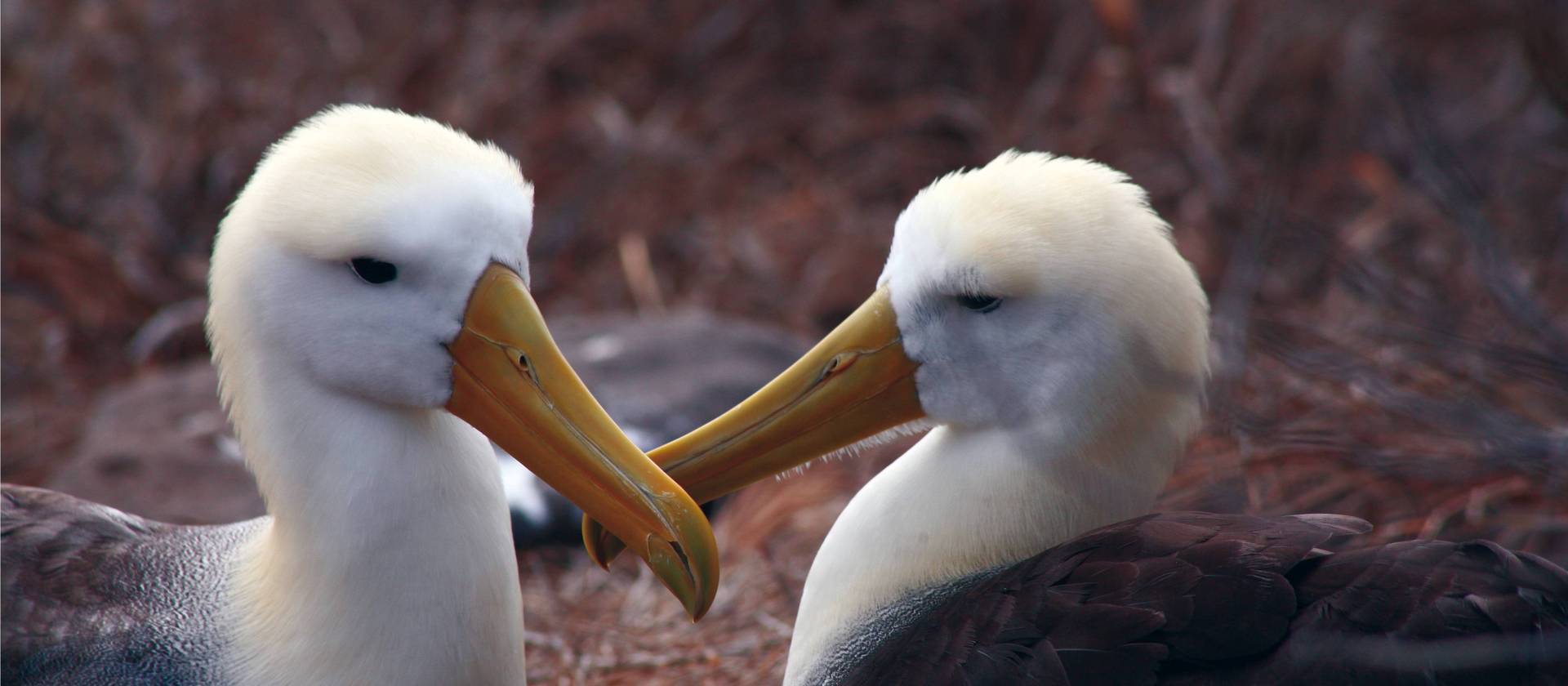 A pair of loving Albatross, Galapagos Islands | Nigel Leadbitter