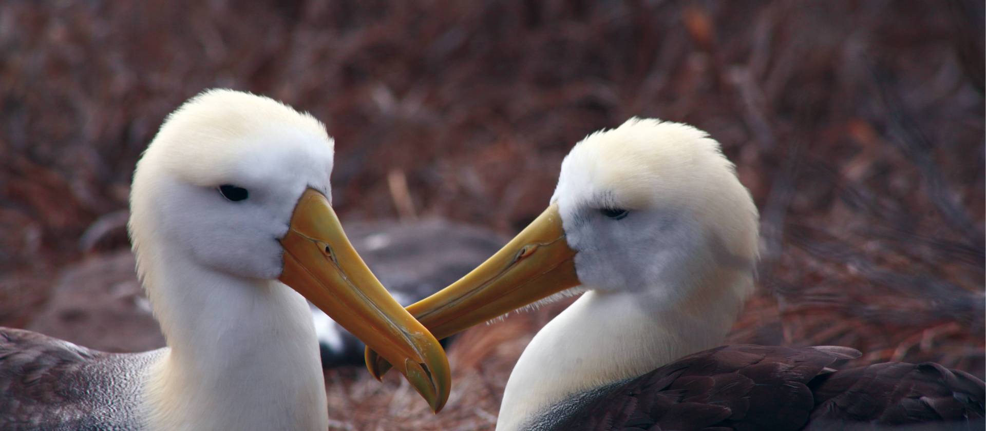 A pair of loving Albatross, Galapagos Islands | Nigel Leadbitter
