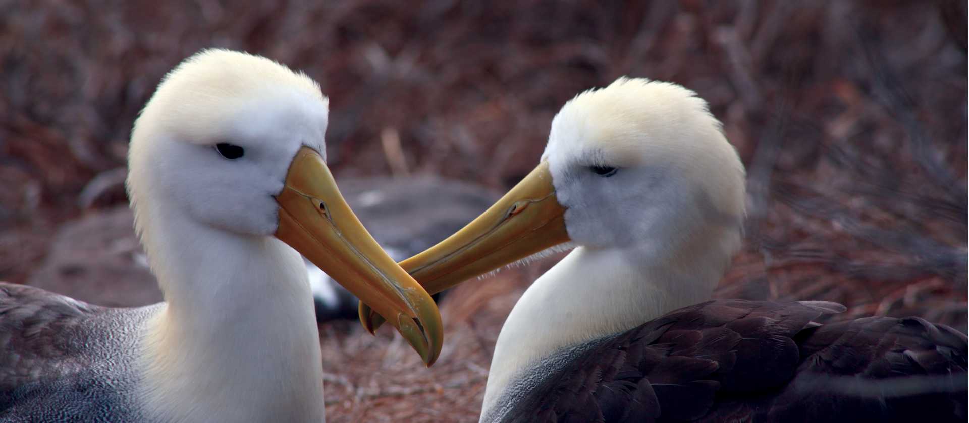 A pair of loving Albatross, Galapagos Islands | Nigel Leadbitter