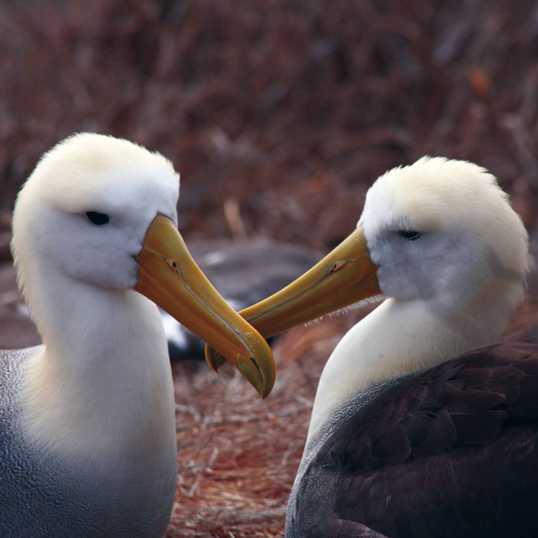 A pair of loving Albatross, Galapagos Islands | Nigel Leadbitter