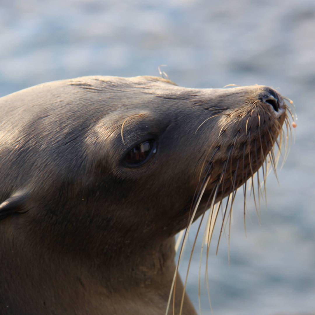 Beautiful fur seal, Galapagos islands | Ken Harris