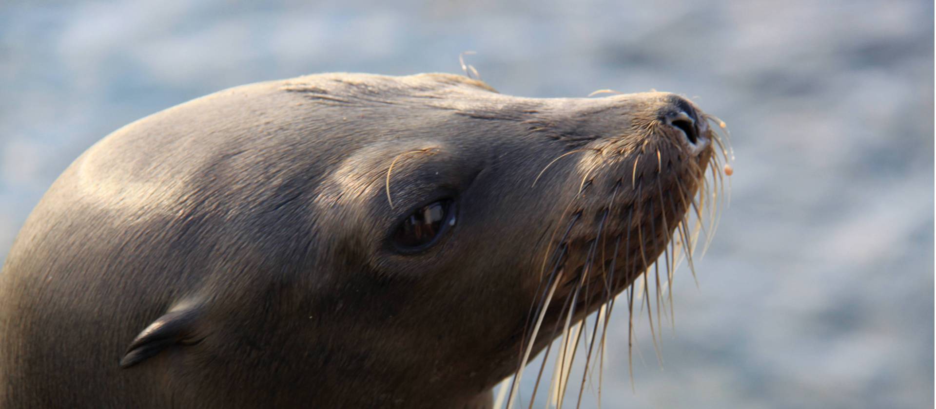 Beautiful fur seal, Galapagos islands | Ken Harris