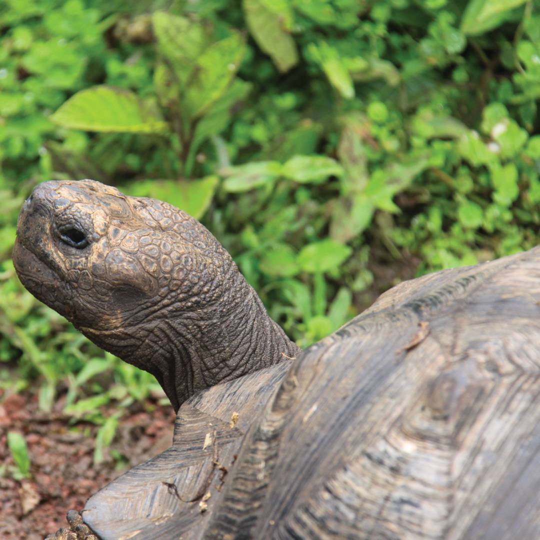 Native Giant Tortoise | Ken Harris