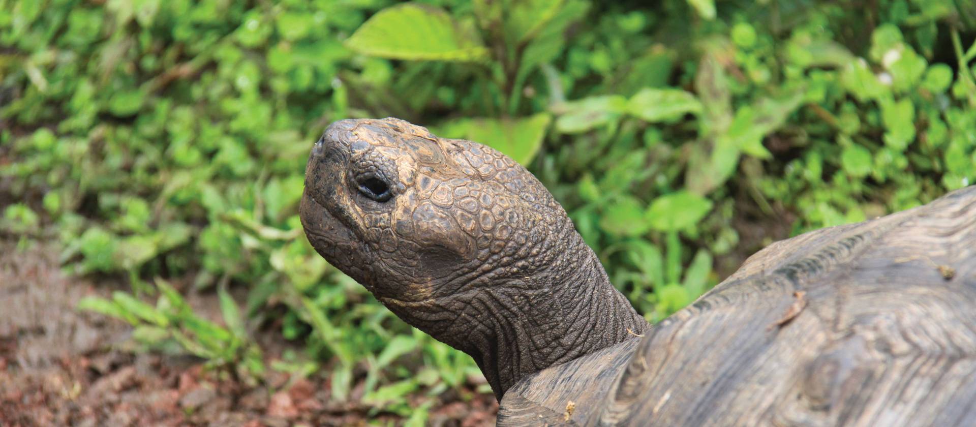 Native Giant Tortoise | Ken Harris