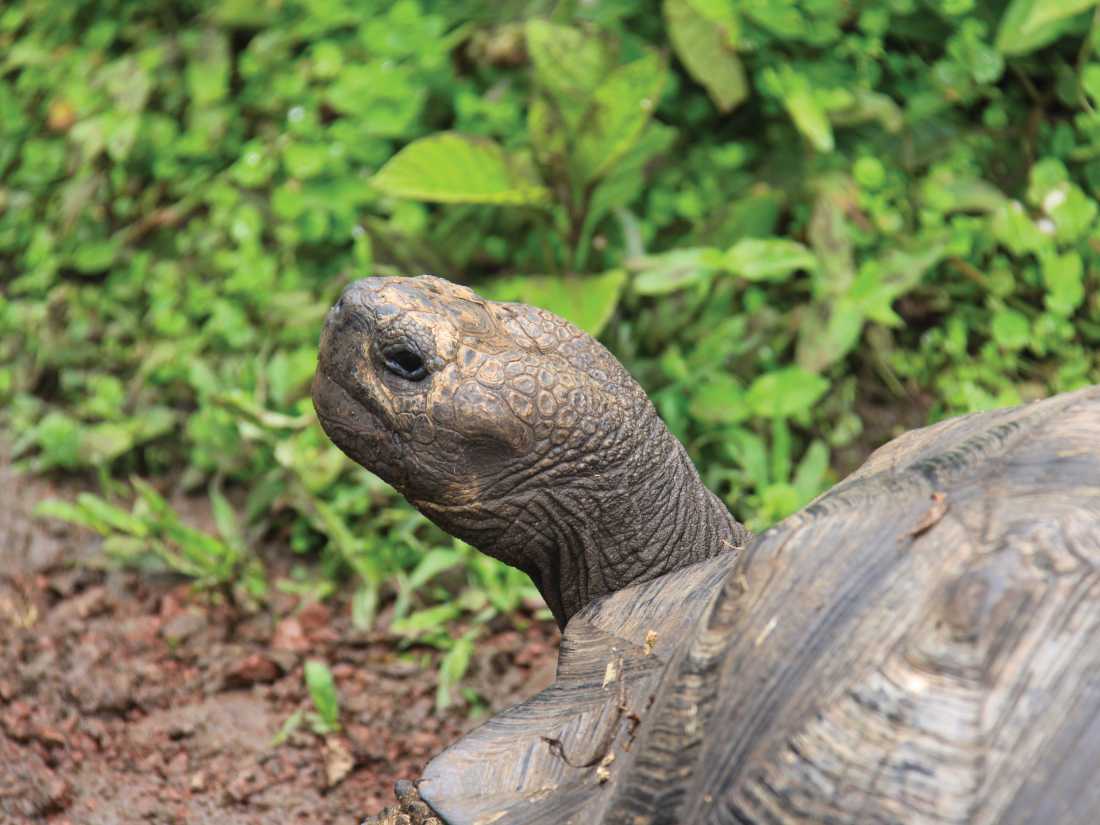 Native Giant Tortoise |  Ken Harris