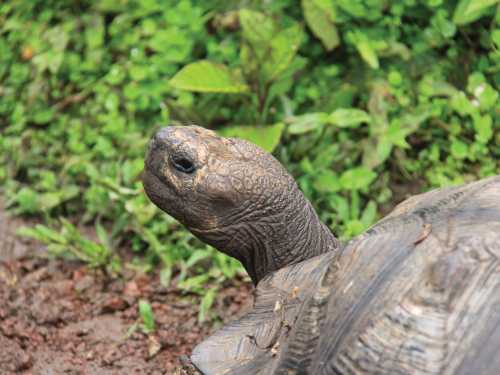 Native Giant Tortoise |  Ken Harris